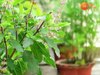 Tulsi Plant Vastu : आज लगाएं घर में तुलसी का पौधा, सदा बनी रहेगी सुख-समृद्धि