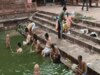 Pitru Paksha 2024
