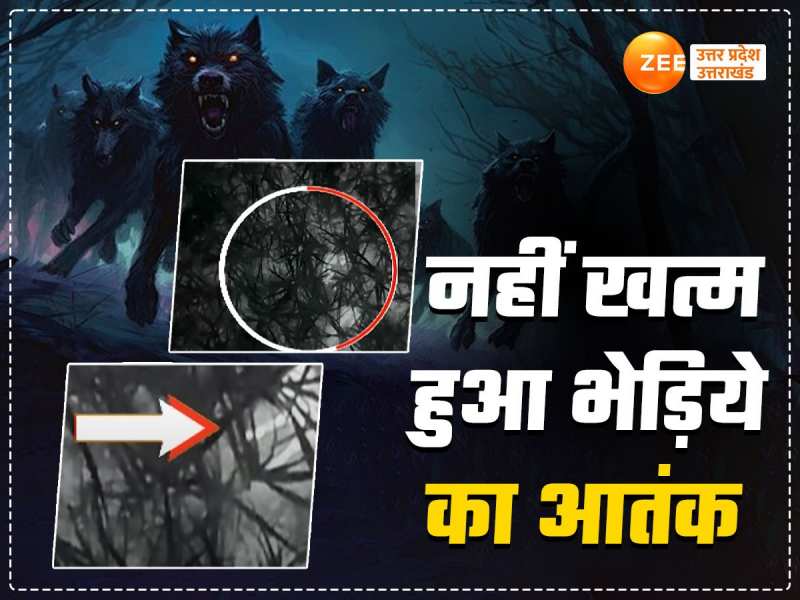 ड्रोन कैमरे में कैद हुआ 'लंगड़ा सरदार', नरभक्षी भेड़िया के चलते दहशत में जी रहे लोग