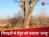 पिद्दी सी गिलहरी ने निकाली तेंदुए की अकड़! पेड़ पर ऐसे दौड़ाया जैसे कोई बंदर; वीडियो हुआ वायरल