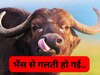 Mathura: मथुरा की भैंसों की हुई गिरफ्तारी.. पत्ता खाने के अपराध में ऐक्शन!