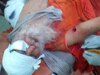 Sawai Madhopur News: भालू ने संत पर किया हमला, जिला अस्पताल में करवाया गया भर्ती