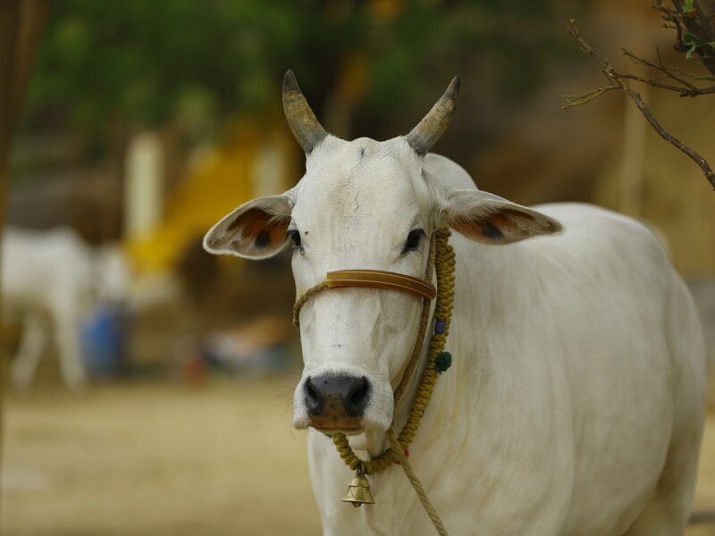 चुनाव से पहले बड़ा ऐलान, इस प्रदेश में गाय को &#039;राज्यमाता&#039; का दर्जा देने का फैसला