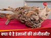 जमीन के नीचे मिली 3,775 साल पुरानी ऐसी लकड़ी, इंसानों के लिए है 'संजीवनी बूटी'
