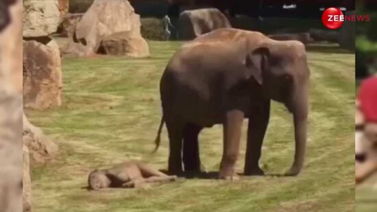 mother elephant failed to wake up baby elephant sound asleep asks the ...