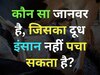 GK Quiz: आखिर ऐसा कौन सा जानवर है, जिसका दूध इंसान नहीं पचा सकता है?