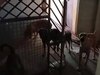 नाहन में आवारा कुत्तों के आतंक से लोग परेशान, लोगों का घरों से निकलना हुआ मुश्किल