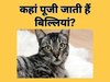 GK Quiz: किस देश में बिल्ली को भगवान की तरह पूजा जाता है?