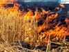Punjab Stubble Burning Update: ਪਰਾਲੀ ਸਾੜਨ ਦੇ ਪੰਜਾਬ 'ਚ ਹੁਣ ਤੱਕ 1348 ਕੇਸ ਆਏ ਸਾਹਮਣੇ; ਅੰਮ੍ਰਿਤਸਰ ਵਿੱਚ ਸਭ ਤੋਂ ਅੱਗੇ