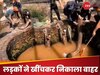 मुसीबत में फंसे दो अजगर तो लोगों ने हथेली पर रख दी जान, लोग बोले- भाई डर नहीं लगता क्या?
