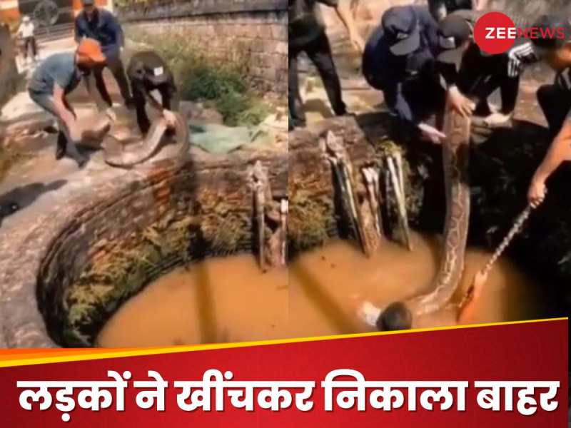 मुसीबत में फंसे दो अजगर लड़कों ने खींचकर निकाला बाहर