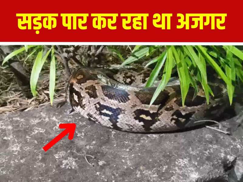 7ft Python Snake video 7 ft long python was rescued late at night in Kota | Kota ...