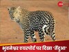 एयरपोर्ट के पास तेंदुए की खबर सुनकर हलक में अटकी जान, वन विभाग ने खोजा तो उड़ गए होश