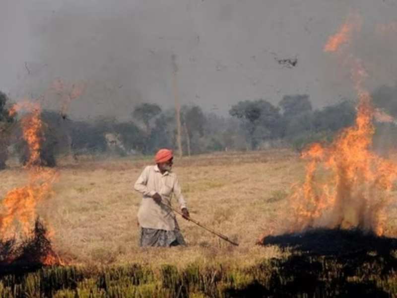 पंजाब में खेतों में आग लगाने के 350 से अधिक मामले सामने आए, संगरूर में सबसे ज्यादा