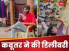 पैसे दे रहे हैं, नमकीन लाना... कबूतर के गले में पन्नी डालकर भेजा किराने की दुकान, फिर देखें क्या हुआ