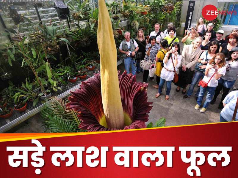 क्या आपने कभी देखा है 