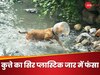 पानी पीने के चक्कर में कुत्ते ने प्लास्टिक जार में डाला सिर, एक हफ्ते तक फंसा रहा तो यूं बचाई गई जान