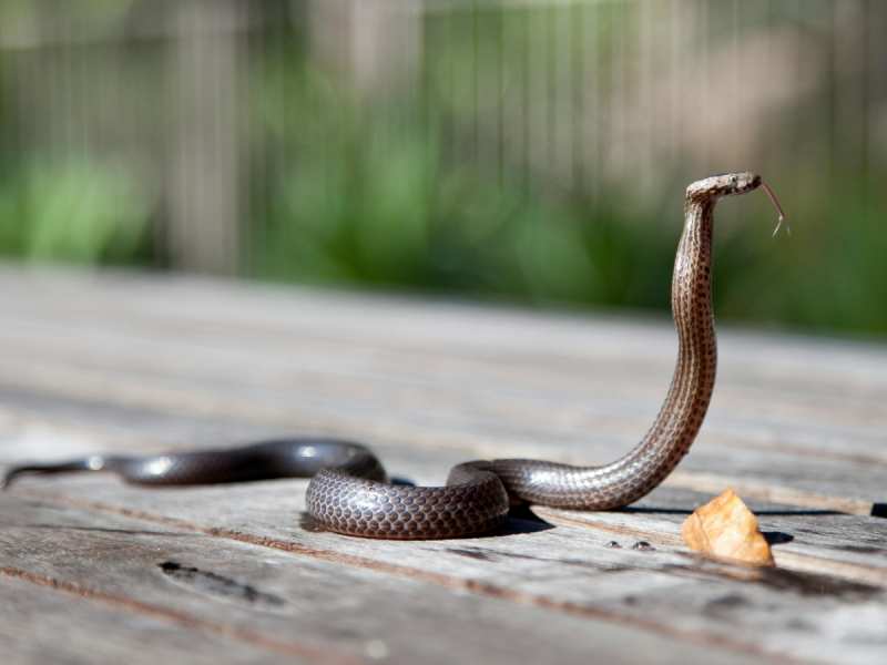 world most poisonous snake Cobra  be left behind top dangerous snake