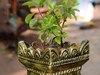 Tulsi Vastu Upay: क्या तुलसी के पौधे से नहीं निकल रही है सकारात्म ऊर्जा, आस-पास से हटा दें ये चीज
