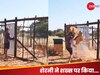 पिंजरा खोलते ही शेरनी ने शख्स पर किया हमला, लेकिन फिर जो हुआ, वो दिल को छू लेने वाला था!