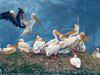 Rajasthan Birdflu