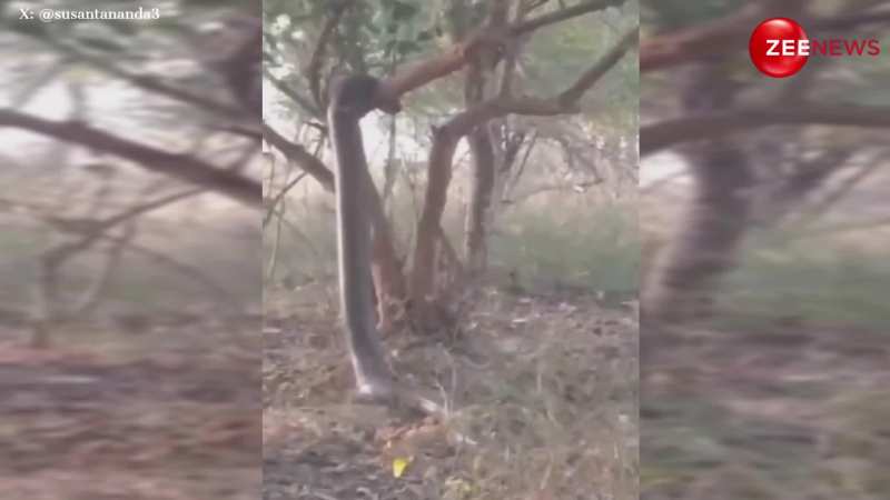 Python Standing Side View massive python climbing stand straight infront of big tree netizens ...