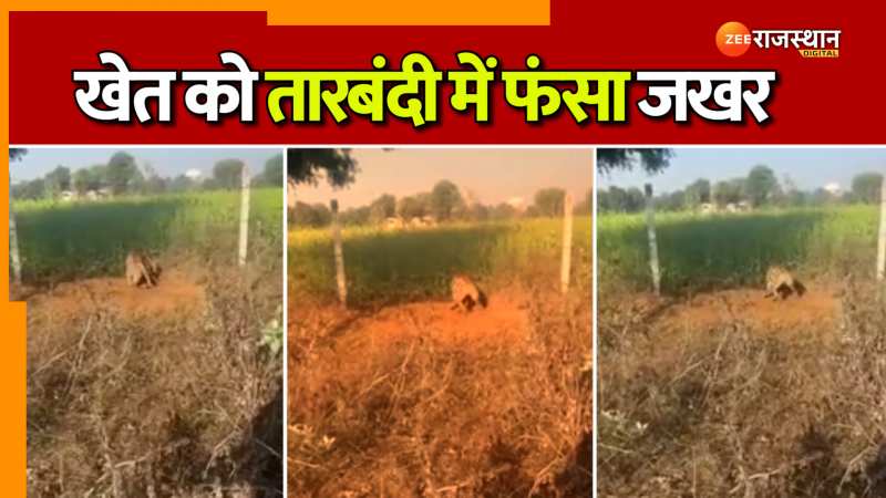 Viral Video: गोनेर रोड पर खेत के तारबंदी में फंसा जखर, देखें वीडियो