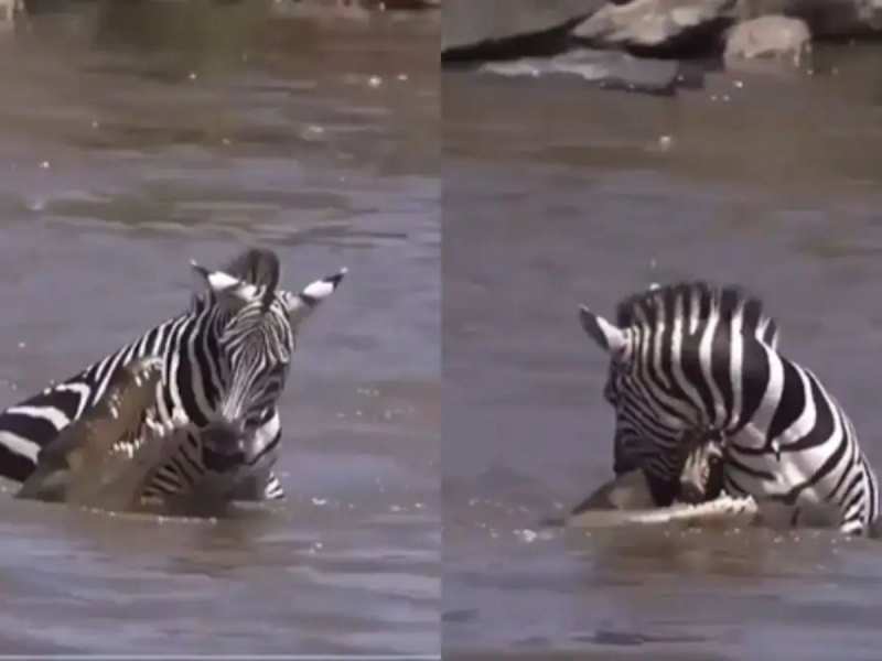 Viral Video: मगरमच्छ के जानलेवा हमले से बच गया Zebra, वीडियो देख नहीं होगा यकीन