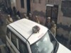Rajasthan Crime 