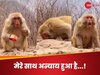 Viral Video