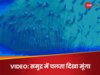मूंगे को कभी चलते हुए देखा है? ये कोरल तो वॉक करता है! वैज्ञानिकों ने रिकॉर्ड किया होश उड़ाने वाला वीडियो