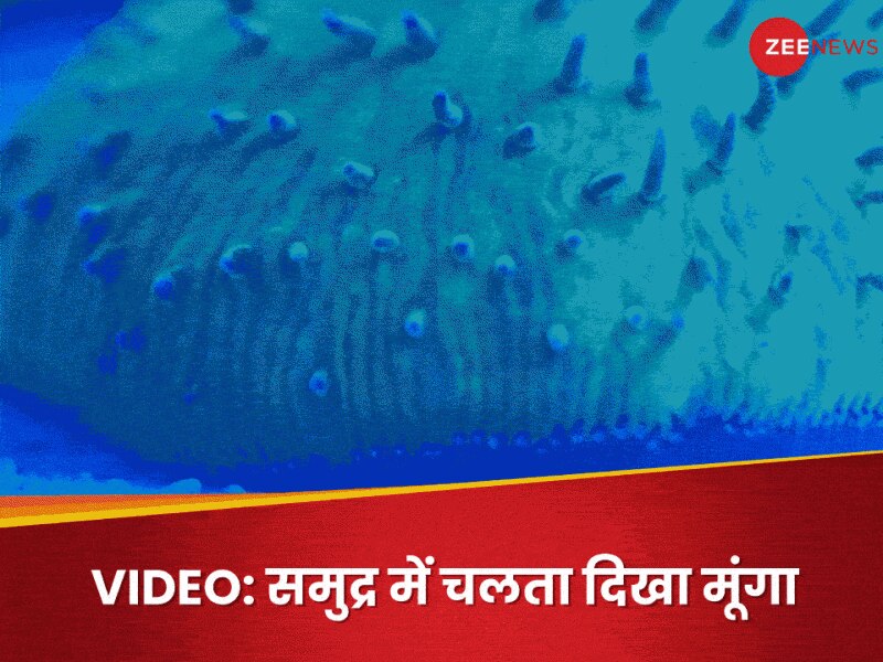 मूंगे को कभी चलते हुए देखा है? ये कोरल तो वॉक करता है! आपके होश उड़ा देगा यह वीडियो