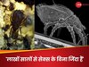 दो करोड़ साल हो गए सेक्स नहीं किया, फिर कैसे बढ़ती गई इस जानवर की आबादी? वैज्ञानिकों ने सुलझाई अनोखी गुत्थी!