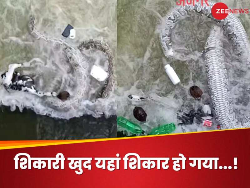 Video : शिकार की लालच में नहर में फंसा अजगर, पानी के बहाव में नहीं लगा सही दांव!