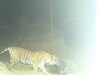 Bundi News: वर्चस्व की लड़ाई जीते बाघ आरवीटी 1 के जख्मी होने की आशंका