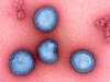 Influenza- B Virus