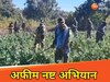 मौत की खेती पर चला प्रशासन का डंडा, 4 एकड़ में लहलहाती अवैध अफीम की फसल नष्ट