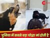 Viral Video: रोटवाइलर ने बच्चे पर किया हमला, मां ने खुद को बना लिया ढाल, खून से लथपथ होकर भी नहीं हटी!