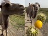 Viral Video: ऊंट के दांत खट्टे या नहीं भाया नींबू का स्वाद, वीडियो में देखें Camel का शॉकिंग रिएक्शन