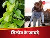 मेल फर्टिलिटी बढ़ाने में क्यों मददगार है गिलोए? न्यूट्रिशनिस्‍ट से जानिए वजह