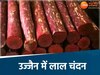 उज्जैन में होगी लाल चंदन की खेती 