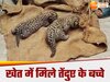 Amroha News
