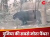 इतना मोटा पैंथर कभी देखा है? देखकर इंसानों को भी शर्म आ जाए, क्या खा सकता है इंसानों को 
