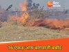 आग ने बर्बाद कर दी 16 एकड़ में फैली आम बागवानी