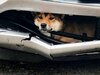 Car Tips: जानवर बना सकते हैं आपकी गाड़ी को अपना घर, स्टार्ट करने से पहले करें कार के इन पार्ट्स की जांच! 