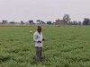Bikaner News: जैविक खेती कर बनाई पहचान, सरकार ने भी किया किसान भादू को कई बार सम्मानित