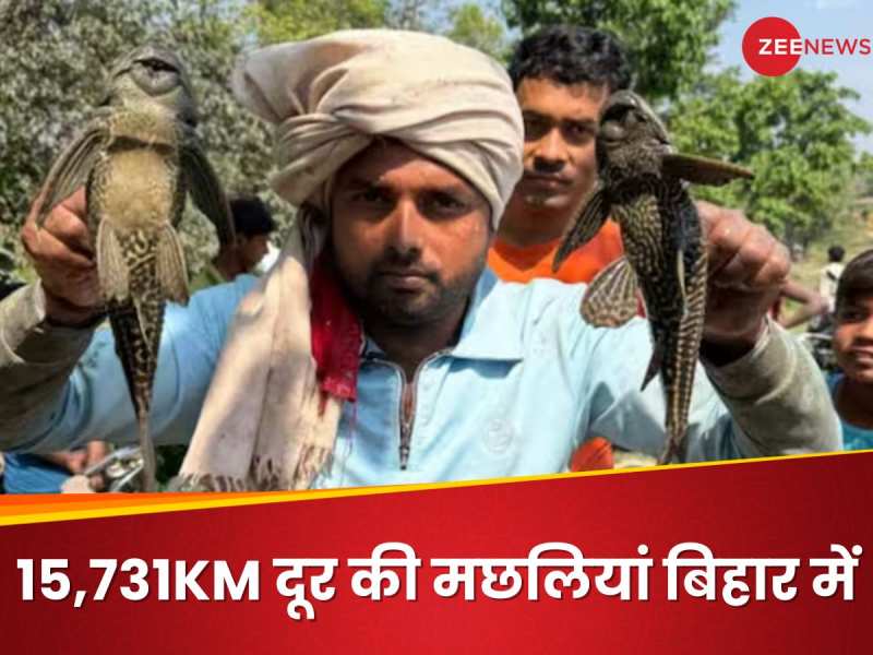 बिहार में मिली 15,731KM दूर अमेजन जंगल की अनोखी मछलियां, खौफ में आए मछुआरे क्योंकि
