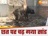 Hapur Bull