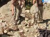 पांवटा साहिब में किंग कोबरा का दूसरी बार किया गया सफल रेस्क्यू