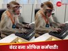 WATCH: ऑफिस में कंप्यूटर चलाता दिखा बंदर, टाइपिंग स्पीड देख चौंक गए लोग, AI Video वायरल 